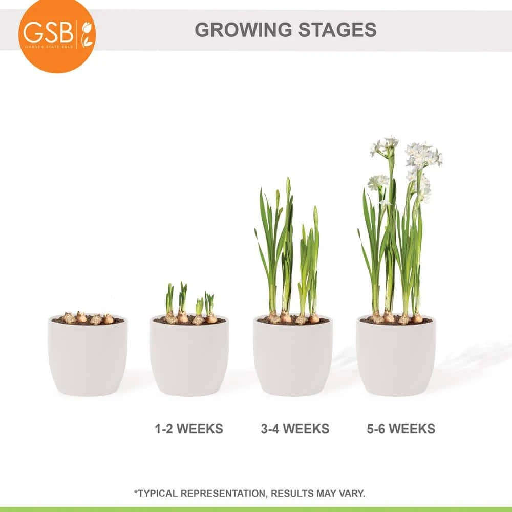 14/15 Cm. Ziva Paperwhite Narcissus Flower Bulbs (Bag Of 60) 9 14/15 Cm. Ziva Paperwhite Narcissus Flower Bulbs (Bag Of 60) - Image 7