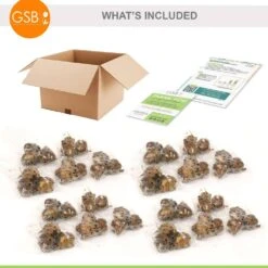 14/15 Cm. Ziva Paperwhite Narcissus Flower Bulbs (Bag Of 60) 10 14/15 Cm. Ziva Paperwhite Narcissus Flower Bulbs (Bag Of 60) -J Parkers Garden Store garden state bulb flower bulbs ecf 20 60 04 c3 1000