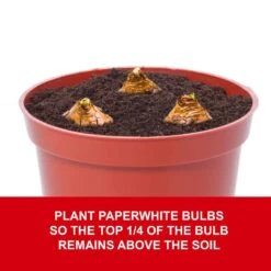 14/15 Cm. Ziva Paperwhite Narcissus Flower Bulbs (Bag Of 60) 14 14/15 Cm. Ziva Paperwhite Narcissus Flower Bulbs (Bag Of 60) -J Parkers Garden Store garden state bulb flower bulbs ecf 20 60 04 fa 1000