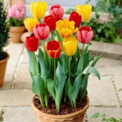 12/+ Cm, Darwin Hybrid Tequila Sunrise Mix Tulip Flower Bulbs (Bag Of 100) -J Parkers Garden Store garden state bulb flower bulbs ecf 31 100 04 31 1000