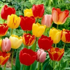 12/+ Cm, Darwin Hybrid Tequila Sunrise Mix Tulip Flower Bulbs (Bag Of 100)