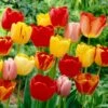 12/+ Cm, Darwin Hybrid Tequila Sunrise Mix Tulip Flower Bulbs (Bag Of 25) -J Parkers Garden Store garden state bulb flower bulbs ecf 31 25 01 64 1000