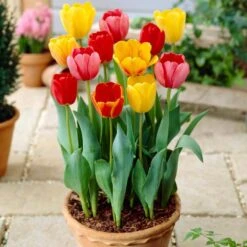 12/+ Cm, Darwin Hybrid Tequila Sunrise Mix Tulip Flower Bulbs (Bag Of 250) -J Parkers Garden Store garden state bulb flower bulbs ecf 31 250 10 31 1000