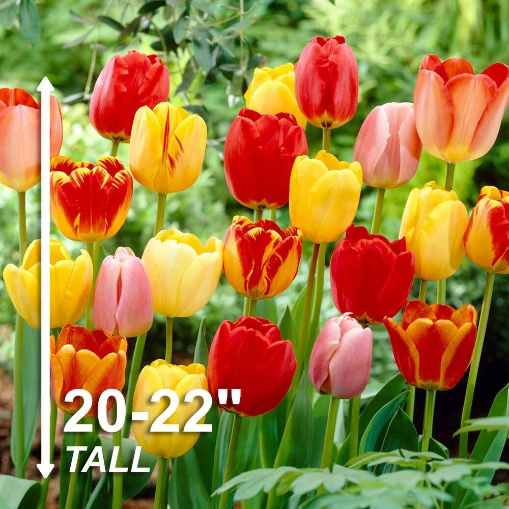 12/+ Cm, Darwin Hybrid Tequila Sunrise Mix Tulip Flower Bulbs (Bag Of 50) 5 12/+ Cm, Darwin Hybrid Tequila Sunrise Mix Tulip Flower Bulbs (Bag Of 50) - Image 3