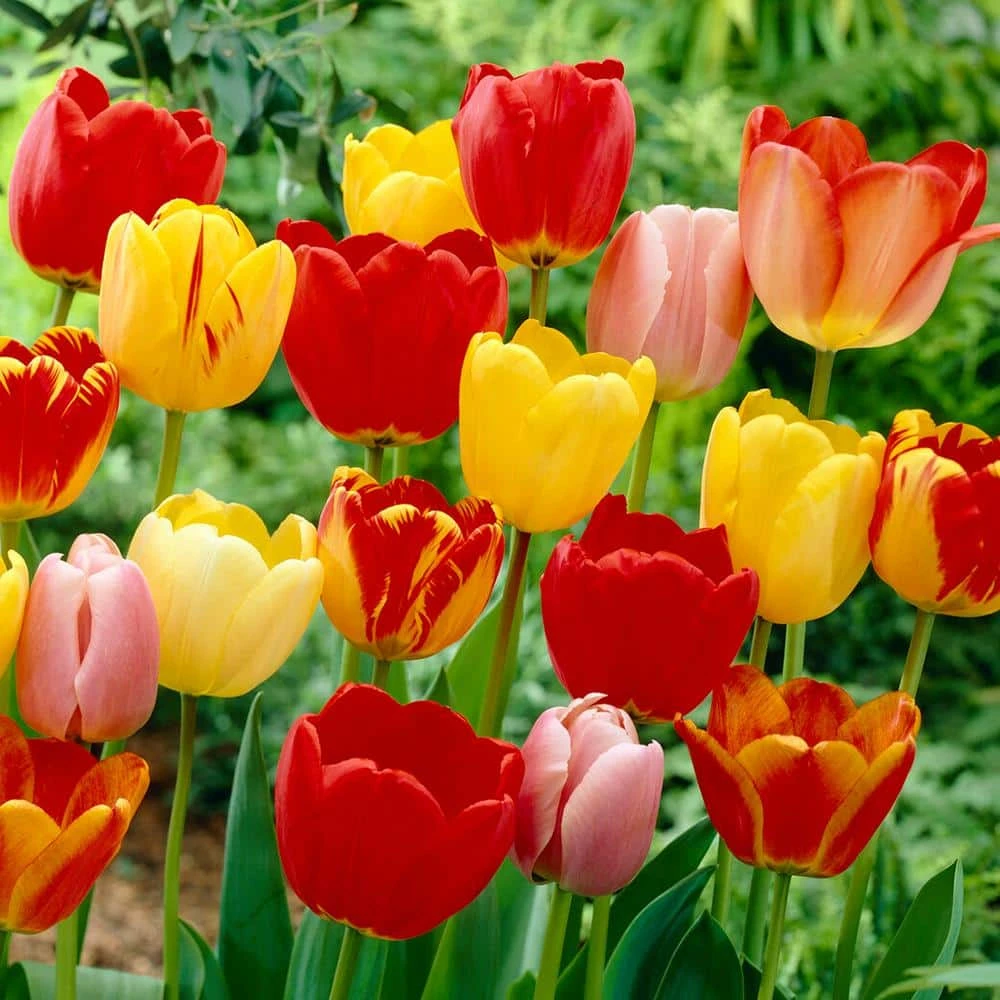 12/+ Cm, Darwin Hybrid Tequila Sunrise Mix Tulip Flower Bulbs (Bag Of 50) 3 12/+ Cm, Darwin Hybrid Tequila Sunrise Mix Tulip Flower Bulbs (Bag Of 50)