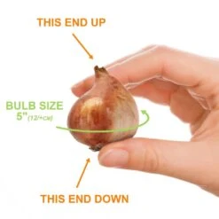 12/+ Cm, Breeders Mix Multi-Color Tulip Flower Bulbs (Bag Of 100) -J Parkers Garden Store garden state bulb flower bulbs ecf 32 100 04 1f 1000