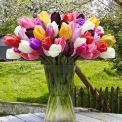 12/+ Cm, Breeders Mix Multi-Color Tulip Flower Bulbs (Bag Of 50) -J Parkers Garden Store garden state bulb flower bulbs ecf 32 50 02 31 1000