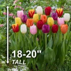 12/+ Cm, Breeders Mix Multi-Color Tulip Flower Bulbs (Bag Of 50) -J Parkers Garden Store garden state bulb flower bulbs ecf 32 50 02 4f 1000