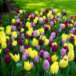 12/+ Cm, Single Early Royal Prince Mix Tulip Flower Bulbs (Bag Of 100) -J Parkers Garden Store garden state bulb flower bulbs ecf 33 100 04 31 1000