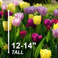 12/+ Cm, Single Early Royal Prince Mix Tulip Flower Bulbs (Bag Of 100) -J Parkers Garden Store garden state bulb flower bulbs ecf 33 100 04 4f 1000