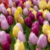 12/+ Cm, Single Early Royal Prince Mix Tulip Flower Bulbs (Bag Of 25) -J Parkers Garden Store garden state bulb flower bulbs ecf 33 25 01 64 1000