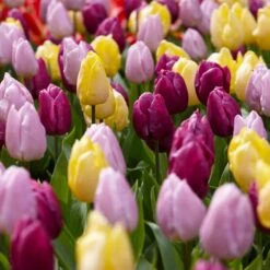 12/+ Cm, Single Early Royal Prince Mix Tulip Flower Bulbs (Bag Of 250)
