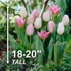 12/+ Cm, Easter Joy Mix Triumph Tulip Flower Bulbs (Bag Of 100) -J Parkers Garden Store garden state bulb flower bulbs ecf 34 100 04 4f 1000