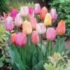 12/+ Cm, Easter Joy Mix Triumph Tulip Flower Bulbs (Bag Of 100) -J Parkers Garden Store garden state bulb flower bulbs ecf 34 100 04 64 1000