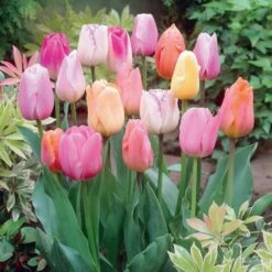 12/+ Cm, Easter Joy Mix Triumph Tulip Flower Bulbs (Bag Of 100)