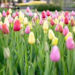 12/+ Cm, Easter Joy Mix Triumph Tulip Flower Bulbs (Bag Of 250) -J Parkers Garden Store garden state bulb flower bulbs ecf 34 250 10 31 1000