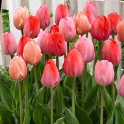 12/+ Cm, Darwin Hybrid Blush Mix Tulip Flower Bulbs (Bag Of 100) -J Parkers Garden Store garden state bulb flower bulbs ecf 35 100 04 31 1000