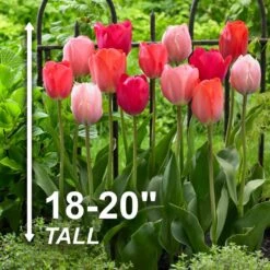 12/+ Cm, Darwin Hybrid Blush Mix Tulip Flower Bulbs (Bag Of 25) -J Parkers Garden Store garden state bulb flower bulbs ecf 35 25 01 4f 1000