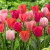 12/+ Cm, Darwin Hybrid Blush Mix Tulip Flower Bulbs (Bag Of 25) -J Parkers Garden Store garden state bulb flower bulbs ecf 35 25 01 64 1000