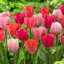 12/+ Cm, Darwin Hybrid Blush Mix Tulip Flower Bulbs (Bag Of 25)