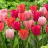 12/+ Cm, Darwin Hybrid Blush Mix Tulip Flower Bulbs (Bag Of 50) -J Parkers Garden Store garden state bulb flower bulbs ecf 35 50 02 64 1000