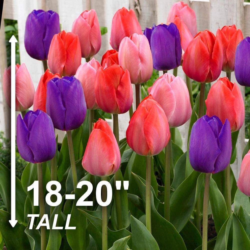 12/+ Cm, Bold Color Mix Triumph Tulip Flower Bulbs (Bag Of 25) 5 12/+ Cm, Bold Color Mix Triumph Tulip Flower Bulbs (Bag Of 25) - Image 3