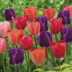 12/+ Cm, Bold Color Mix Triumph Tulip Flower Bulbs (Bag Of 25)