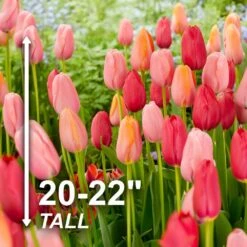 12/+ Cm, Darwin Hybrid Plant To Impress Mix Tulip Flower Bulbs (Bag Of 100) -J Parkers Garden Store garden state bulb flower bulbs ecf 37 100 04 4f 1000