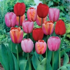 12/+ Cm, Darwin Hybrid Plant To Impress Mix Tulip Flower Bulbs (Bag Of 100)