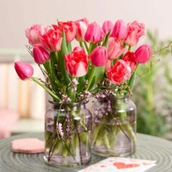 12/+ Cm, Darwin Hybrid Plant To Impress Mix Tulip Flower Bulbs (Bag Of 25) -J Parkers Garden Store garden state bulb flower bulbs ecf 37 25 01 31 1000