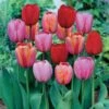 12/+ Cm, Darwin Hybrid Plant To Impress Mix Tulip Flower Bulbs (Bag Of 250) -J Parkers Garden Store garden state bulb flower bulbs ecf 37 250 10 64 1000