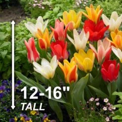 12/+ Cm, Emperor Mix Multi-Color Fosteriana Tulip Flower Bulbs (Bag Of 50) -J Parkers Garden Store garden state bulb flower bulbs ecf 38 50 02 4f 1000