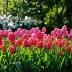 12/+ Cm, Darwin Hybrid Pride Mix Multi-Color Tulip Flower Bulbs (Bag Of 25) -J Parkers Garden Store garden state bulb flower bulbs ecf 39 25 01 31 1000