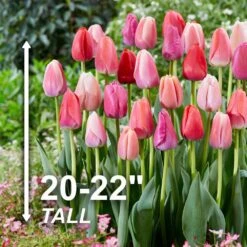 12/+ Cm, Darwin Hybrid Pride Mix Multi-Color Tulip Flower Bulbs (Bag Of 25) -J Parkers Garden Store garden state bulb flower bulbs ecf 39 25 01 4f 1000