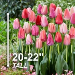 12/+ Cm, Darwin Hybrid Pride Mix Multi-Color Tulip Flower Bulbs (Bag Of 250) -J Parkers Garden Store garden state bulb flower bulbs ecf 39 250 10 4f 1000