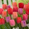 12/+ Cm, Darwin Hybrid Pride Mix Multi-Color Tulip Flower Bulbs (Bag Of 250) -J Parkers Garden Store garden state bulb flower bulbs ecf 39 250 10 64 1000