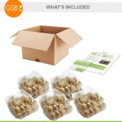 12/+ Cm, Darwin Hybrid Pride Mix Multi-Color Tulip Flower Bulbs (Bag Of 250) -J Parkers Garden Store garden state bulb flower bulbs ecf 39 250 10 76 1000