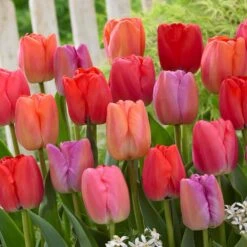12/+ Cm, Darwin Hybrid Pride Mix Multi-Color Tulip Flower Bulbs (Bag Of 50)
