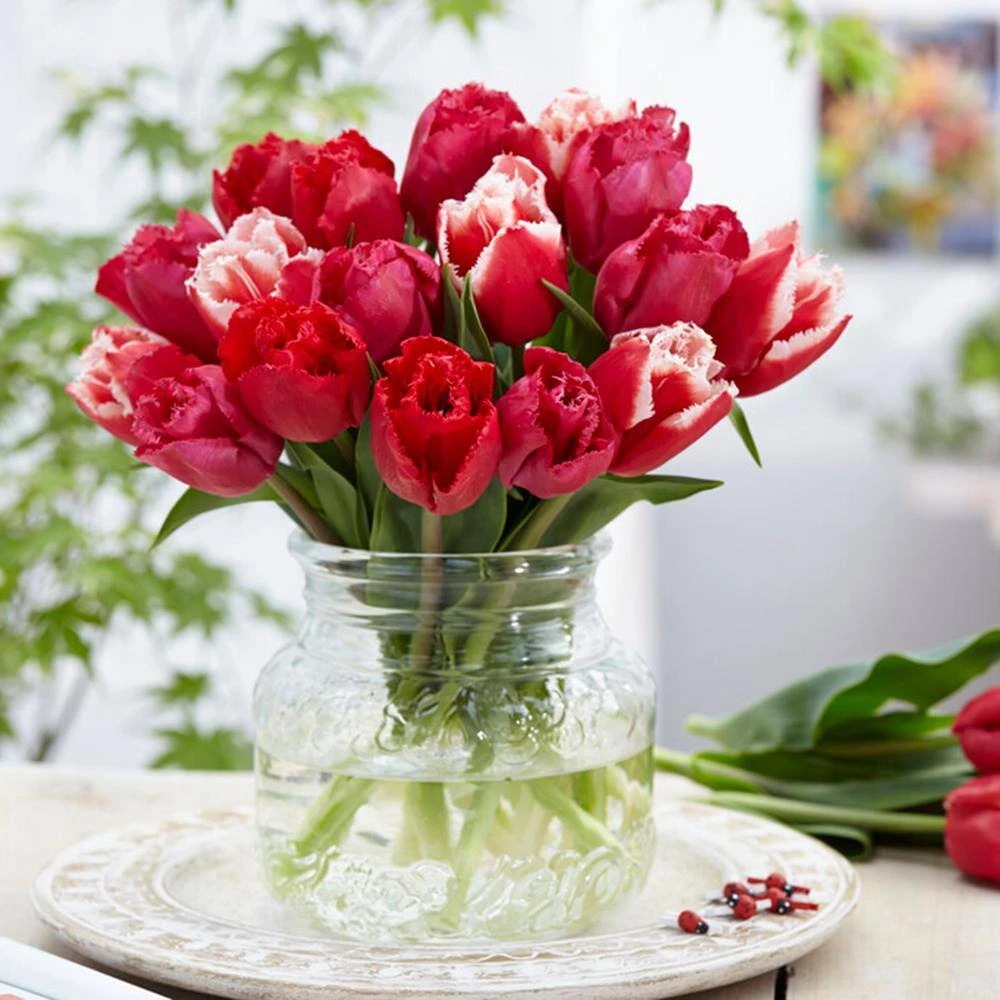 12/+ Cm, Candy Cane Mix Triumph Tulip Flower Bulbs (Bag Of 100) 10 12/+ Cm, Candy Cane Mix Triumph Tulip Flower Bulbs (Bag Of 100) - Image 8