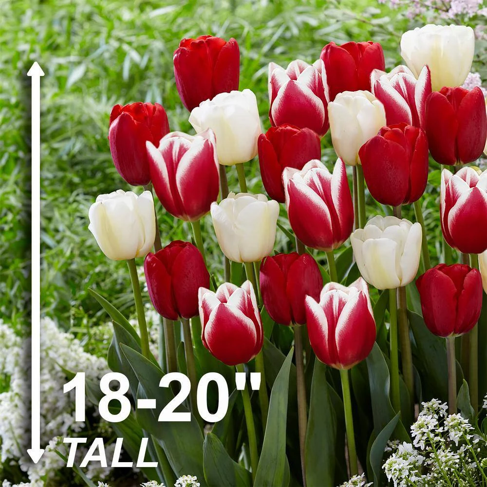12/+ Cm, Candy Cane Mix Triumph Tulip Flower Bulbs (Bag Of 100) 5 12/+ Cm, Candy Cane Mix Triumph Tulip Flower Bulbs (Bag Of 100) - Image 3