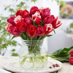 12/+ Cm, Candy Cane Mix Triumph Tulip Flower Bulbs (Bag Of 50) -J Parkers Garden Store garden state bulb flower bulbs ecf 40 50 02 31 1000