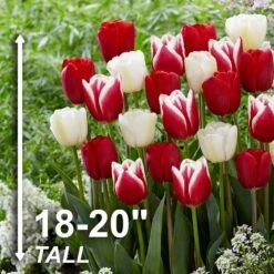 12/+ Cm, Candy Cane Mix Triumph Tulip Flower Bulbs (Bag Of 50) -J Parkers Garden Store garden state bulb flower bulbs ecf 40 50 02 4f 1000