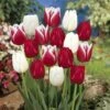 12/+ Cm, Candy Cane Mix Triumph Tulip Flower Bulbs (Bag Of 50) 1 12/+ Cm, Candy Cane Mix Triumph Tulip Flower Bulbs (Bag Of 50) -J Parkers Garden Store garden state bulb flower bulbs ecf 40 50 02 64 1000