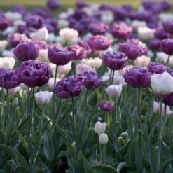 12/+ Cm, Double Dutch Double Late Mix Tulip Flower Bulbs (Bag Of 100) -J Parkers Garden Store garden state bulb flower bulbs ecf 41 100 04 31 1000