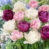 12/+ Cm, Double Dutch Double Late Mix Tulip Flower Bulbs (Bag Of 100) 1 12/+ Cm, Double Dutch Double Late Mix Tulip Flower Bulbs (Bag Of 100) -J Parkers Garden Store garden state bulb flower bulbs ecf 41 100 04 64 1000