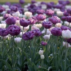 12/+ Cm, Double Dutch Mix Double Late Tulip Flower Bulbs (Bag Of 50) -J Parkers Garden Store garden state bulb flower bulbs ecf 41 50 02 31 1000