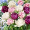 12/+ Cm, Double Dutch Mix Double Late Tulip Flower Bulbs (Bag Of 50) -J Parkers Garden Store garden state bulb flower bulbs ecf 41 50 02 64 1000