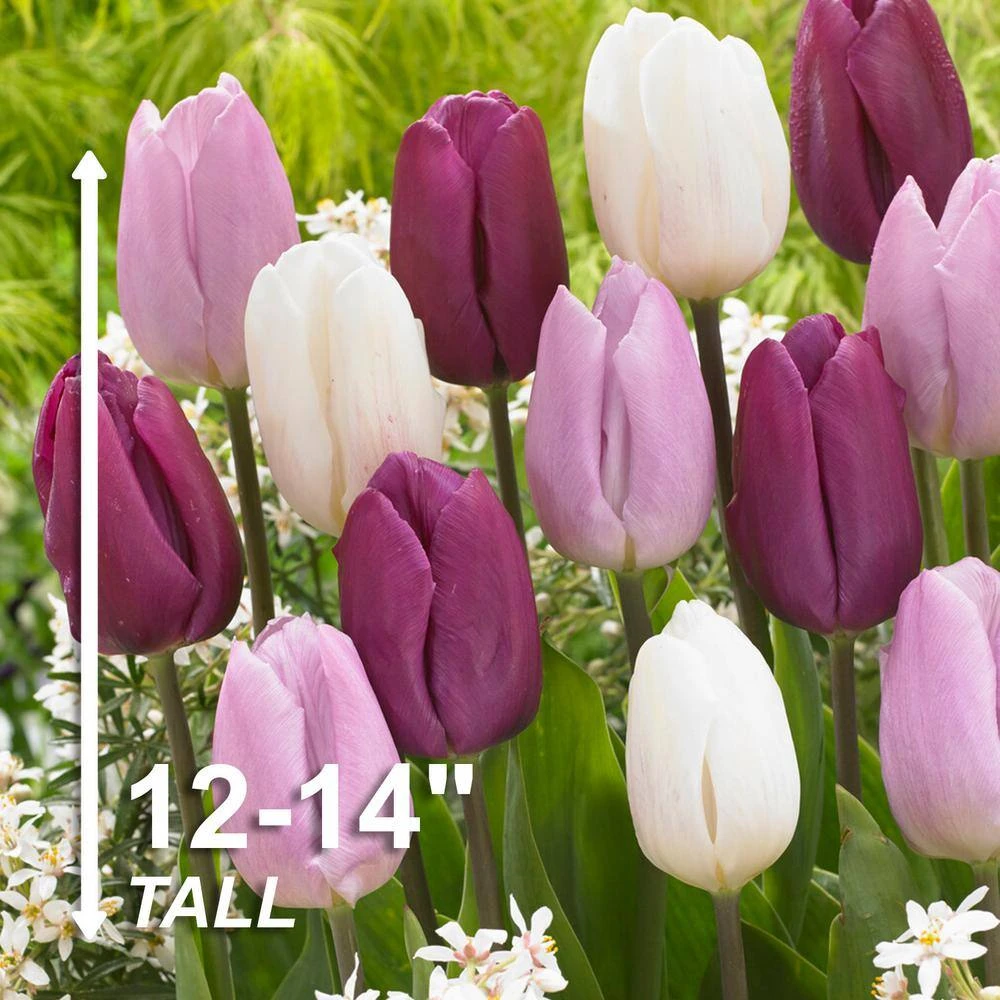 12/+ Cm, Dutch Prince Mix Single Early Tulip Flower Bulbs (Bag Of 50) 5 12/+ Cm, Dutch Prince Mix Single Early Tulip Flower Bulbs (Bag Of 50) - Image 3