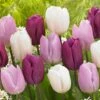 12/+ Cm, Dutch Prince Mix Single Early Tulip Flower Bulbs (Bag Of 50) -J Parkers Garden Store garden state bulb flower bulbs ecf 42 50 02 64 1000
