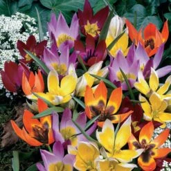 6/+ Cm, Wildflower Mix Multi-Color Tulip Flower Bulbs (Bag Of 100)